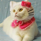 Image for article titled Japan's Hello Kitty Cat Humiliation System